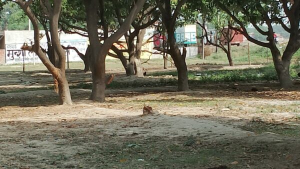 GR Plots In Lucknow INR 800/sqft