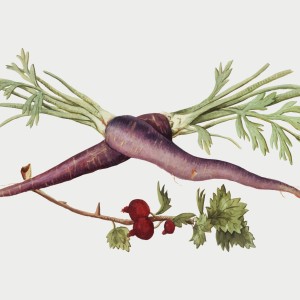 Carrot Purple Seeds