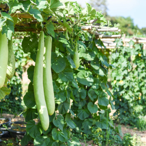 Bottle Gourd Long Seeds
