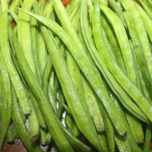 Cluster Beans Seed