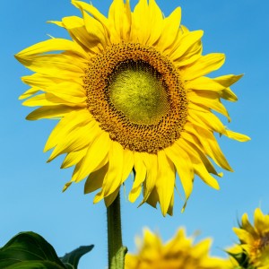Sunflower Seeds