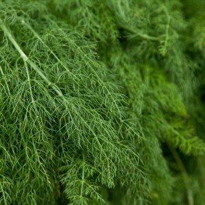 Dill Leaves